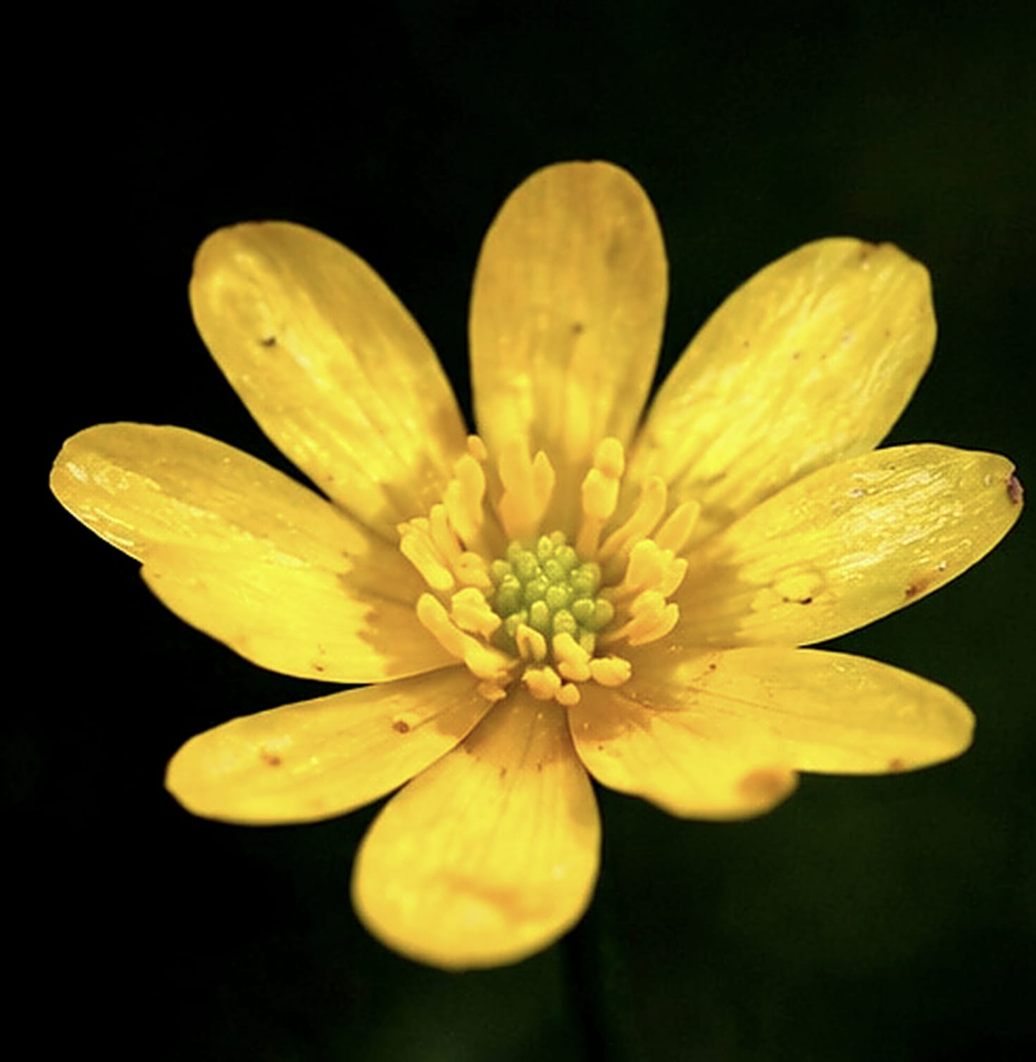Fleur de ficaire