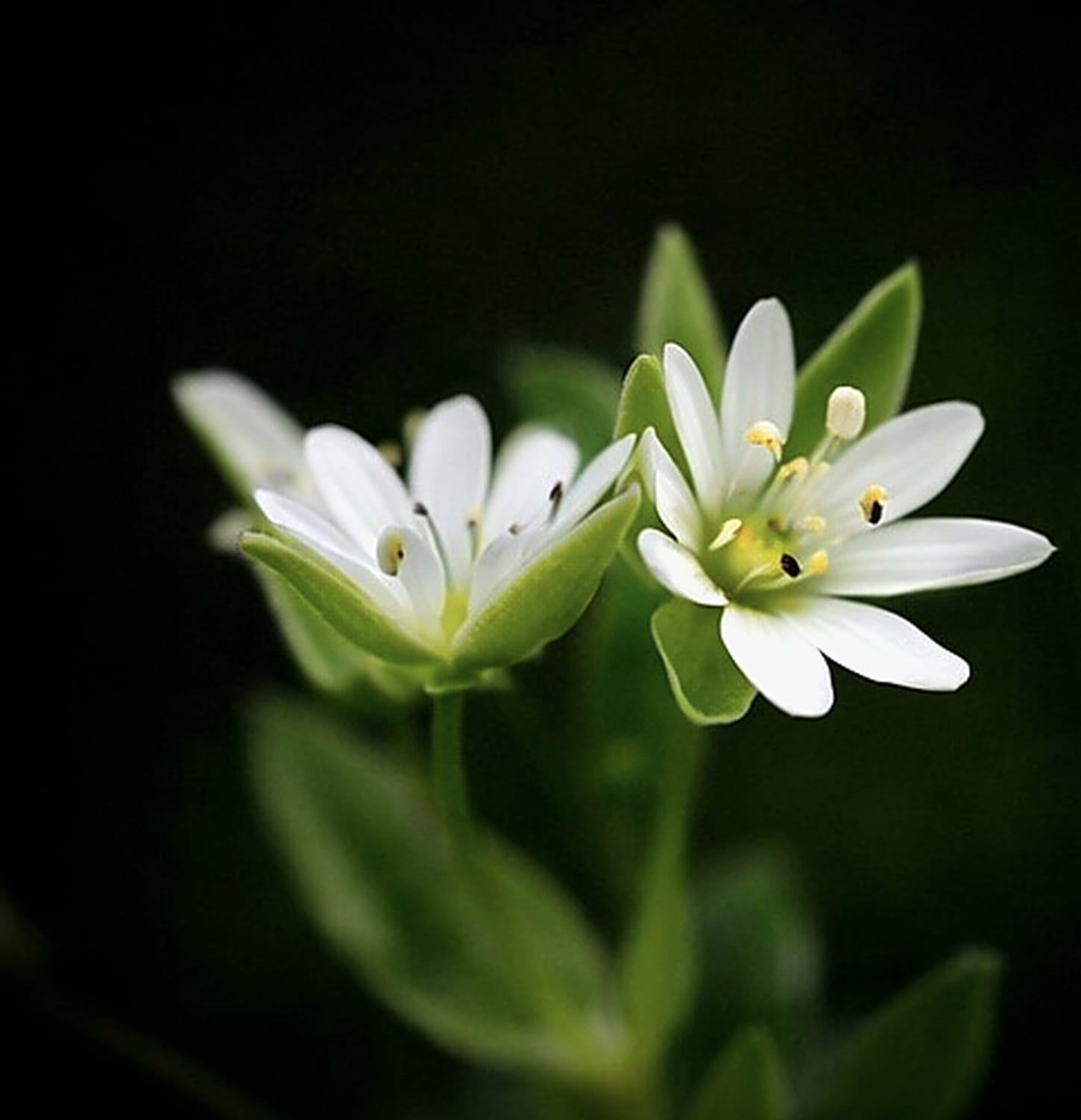 Fleurs de stellaire