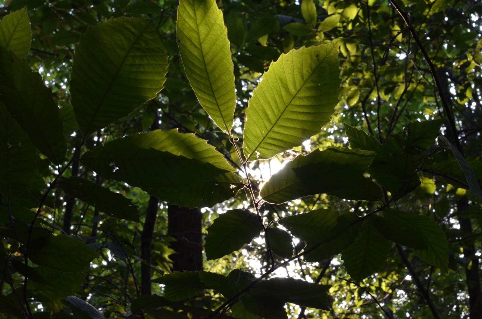 Feuillage à contre-jour