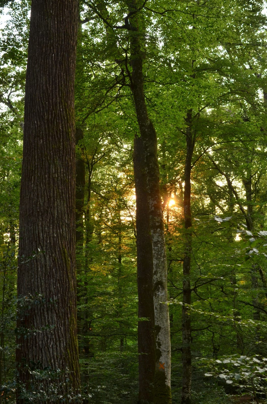 Sous-bois de hêtres traversé par le soleil