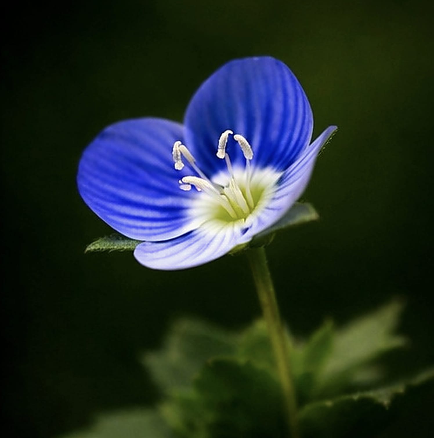 Fleur de véronique en gros plan