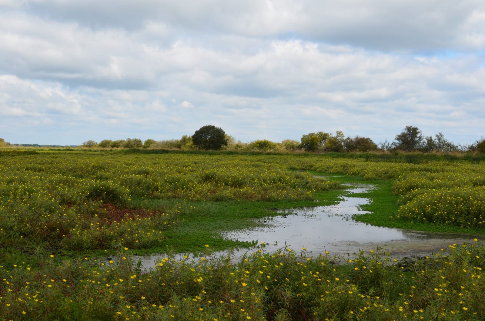 Prairie humide et plan d'eau lors d'une sortie Initio