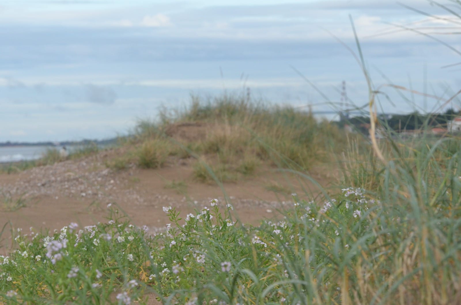 Dune et végétation du littoral