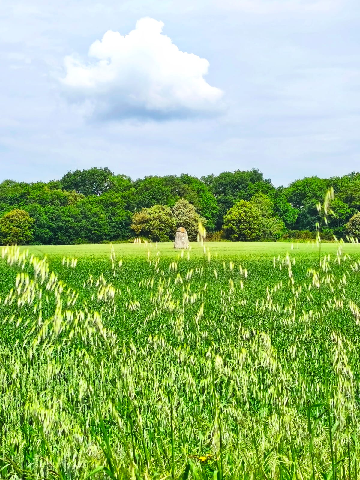 Prairie en herbe devant une lisière de bois