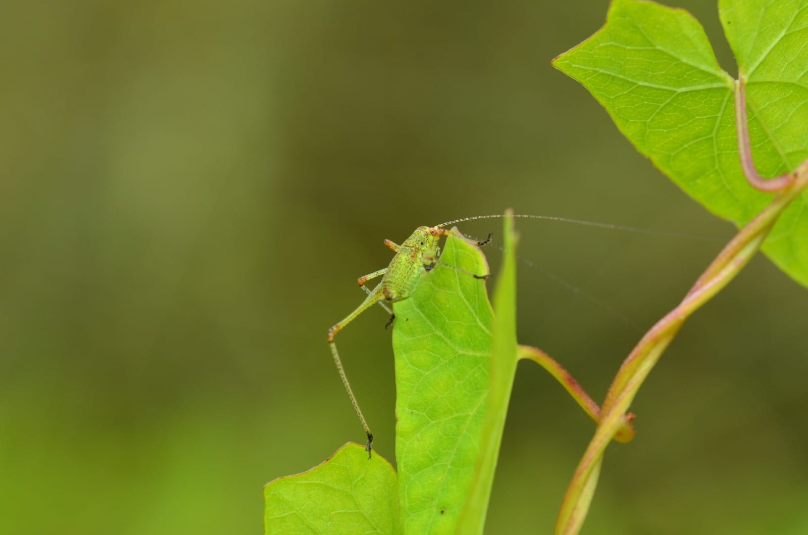 Jeune sauterelle sur une feuille