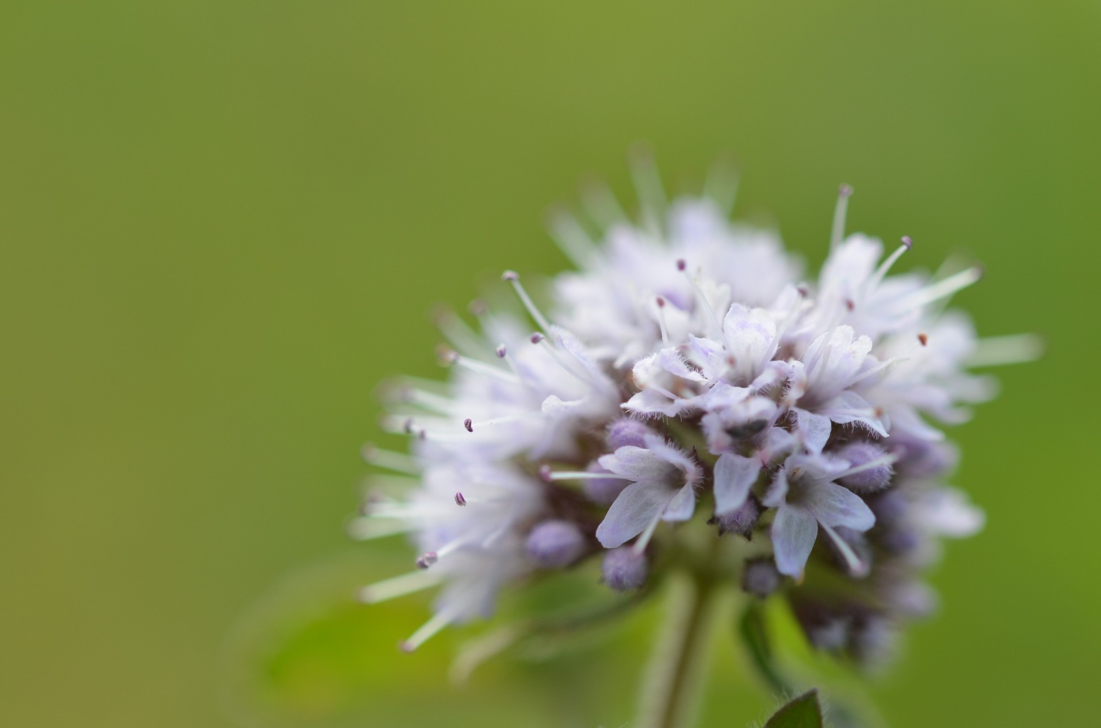 Fleur de menthe aquatique